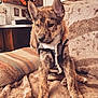 puppy, dog, brindle, vest, blanket, couch, indoor, furniture, cozy, pet, young_dog, ears_up, fur, sitting, home, kitchen, decor, wood_cabinet, comfort, portrait