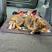 Duke is registered to the contest to win money with this photo: puppy, dog, blanket, car_interior, vehicle, floor, fur, pet, laying, curious, brown, ears, paw, looking, cozy, domestic_animal, young, companion, resting, cute