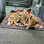 puppy, dog, blanket, car_interior, vehicle, floor, fur, pet, laying, curious, brown, ears, paw, looking, cozy, domestic_animal, young, companion, resting, cute