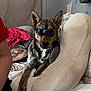 Duke is registered to the contest to win money with this photo: dog, sunglasses, bed, blanket, pillow, plush, indoor, relaxed, canine, pet, fur, resting, animal, brindle, cool, accessory, comfort, casual, room, leisure