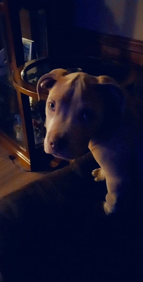 Duffy is registered to the contest to win money with this photo: canidae, carnivore, cloud, companion_dog, darkness, dog, dog_breed, electric_blue, fawn, guard_dog, metal, midnight, sky, snout, sporting_group, tail, tints_and_shades, whiskers, wood, working_animal