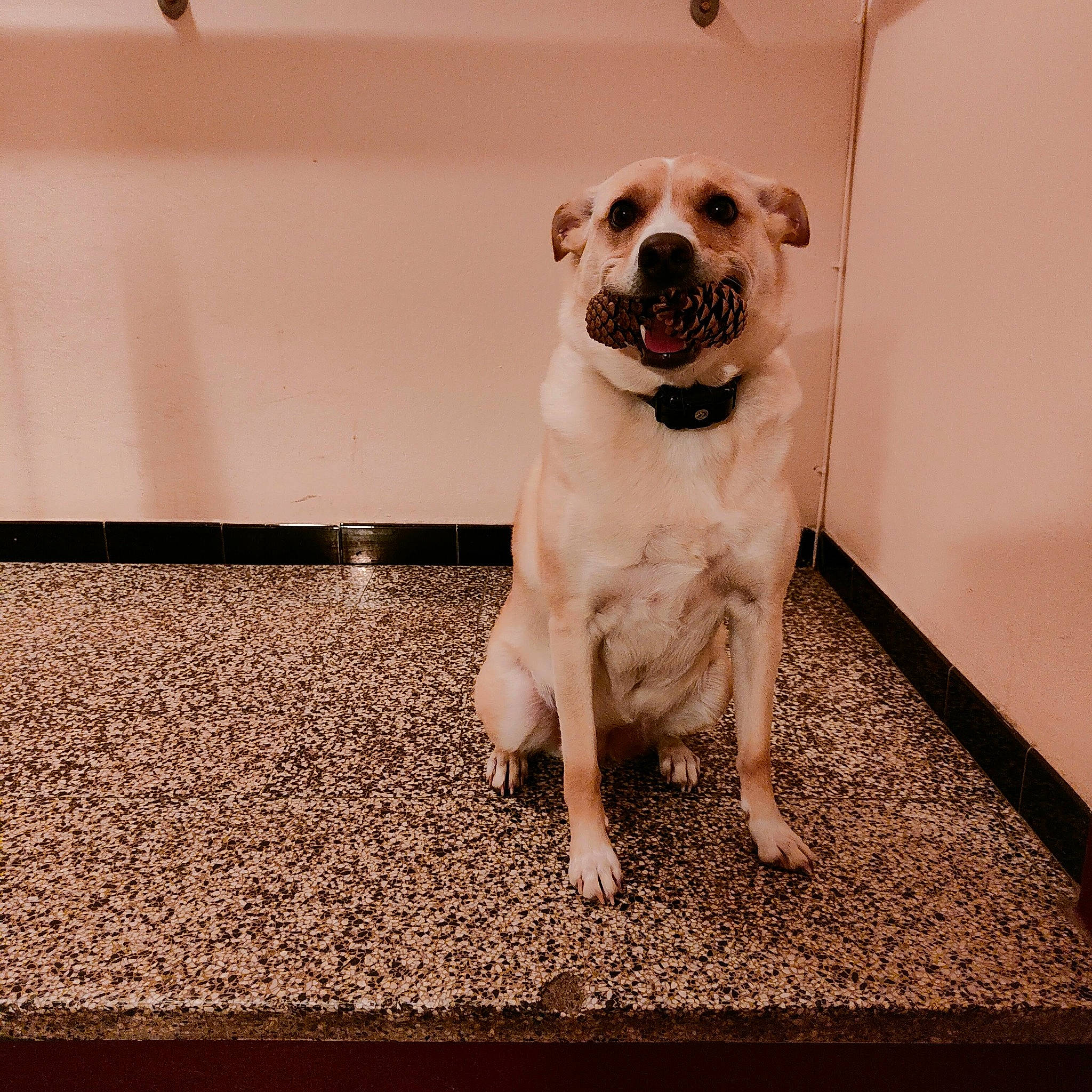 Kaya participe au concours pour gagner de l'argent avec cette photo : carnivore, companion_dog, dog, dog_breed, fawn, floor, flooring, fur, happy, plant, rectangle, snout, soil, sporting_group, sunglasses, terrestrial_animal, toy_dog, whiskers, wood, working_animal