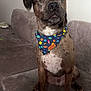 dog, brindle, bandana, space_theme, sitting, couch, indoor, pet, canine, fur, ears, nose, eyes, wall_art, home, portrait, animal, domestic, cute, alert