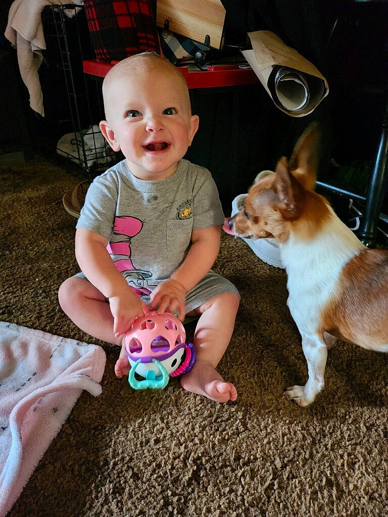 Chloe is registered to the contest to win money with this photo: baby, baby_toddler_clothing, carnivore, chair, child, companion_dog, dog, event, fawn, fun, grass, happy, head, holiday, lap, person, sitting, smile, t_shirt, toddler