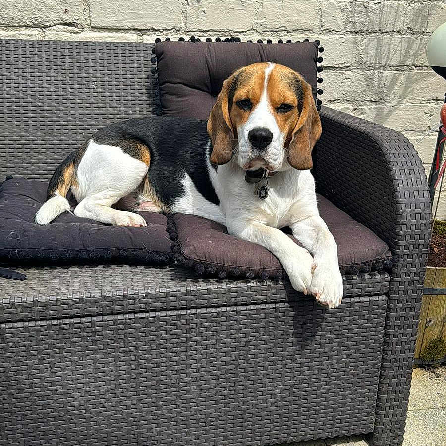 Kenny joined the competition — help win amazing prizes! animal, beagle, canine, couch, cushion, dog, dogbed, furniture, homedecor, hound, indoors, interiordesign, person, pet, puppy, sleeping