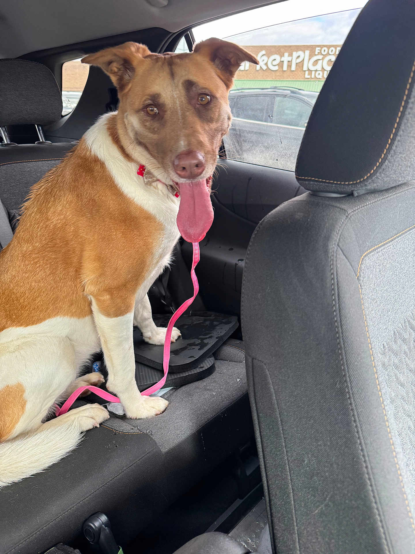 Pebbles joined the competition — help win amazing prizes! dog, pet, car_interior, backseat, leash, happy, tongue_out, brown_and_white, seat, window, marketplace_sign, vehicle, canine, domestic_animal, sitting, collar, resting, daylight, transportation, road_trip