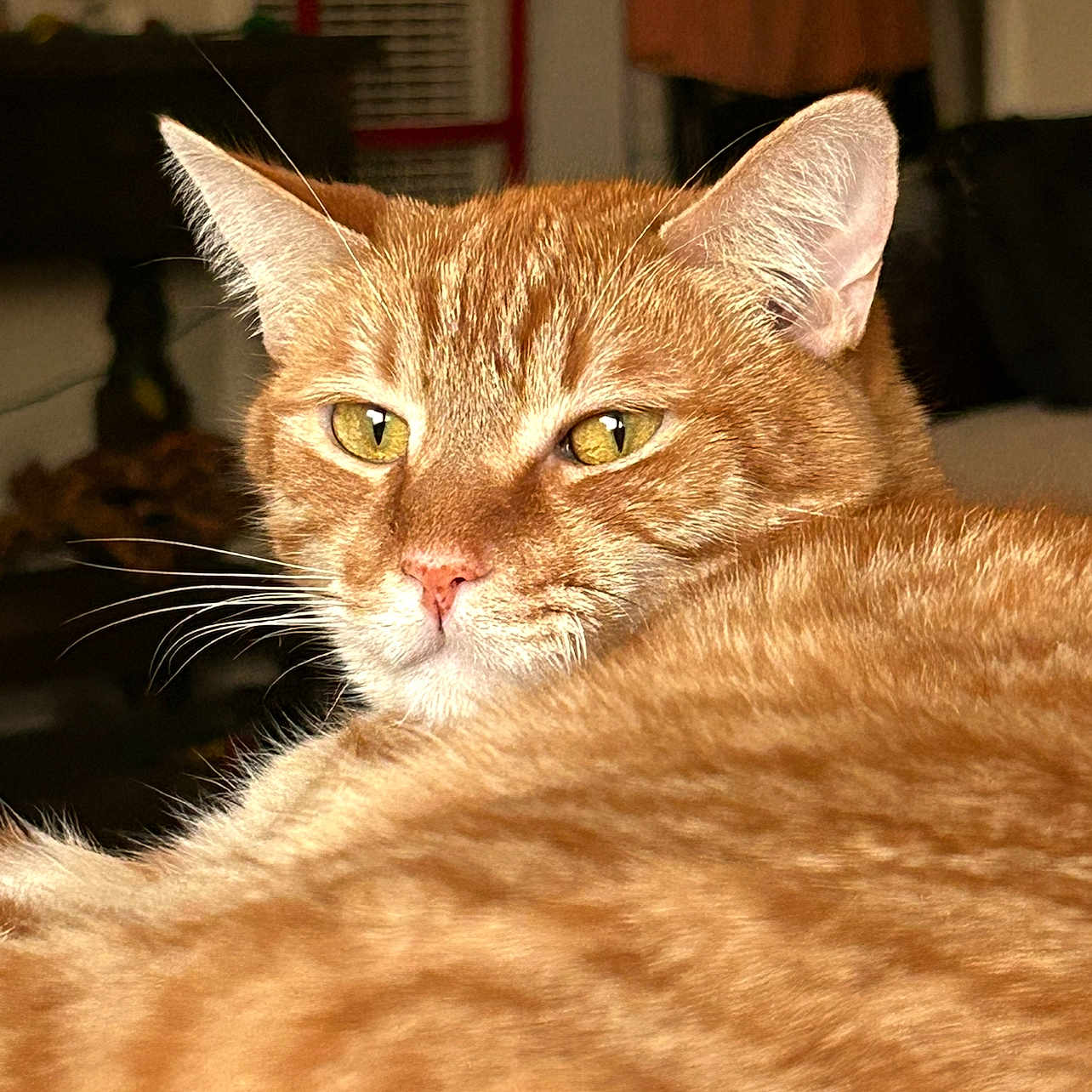 Cosmo