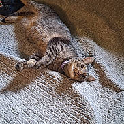 Buster is registered to the contest to win money with this photo: cat, tabby, pet, animal, feline, collar, carpet, indoor, relaxed, lying_down, striped_fur, light, shadow, texture, homedecor, curious, cozy, domestic, mammal, whiskers