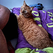 Magnok participe au concours pour gagner de l'argent avec cette photo : animal, bed, blanket, cat, comfort, cozy, curious, cute, feline, fur, green, home, indoor, looking_back, orange_tabby, person_leg, pet, purple, relaxed, resting