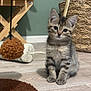 kitten, cat, tabby, pet, indoor, floor, toy, pom_pom, cat_tree, basket, wooden_floor, green_wall, furniture, playful, cute, animal, young, sitting, domestic, cozy