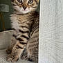 Bonnie participe au concours pour gagner de l'argent avec cette photo : kitten, cat, tabby, feline, pet, animal, cute, curious, indoors, chair, furniture, curtain, lamp, soft_light, texture, sitting, young, whiskers, ears, closeup