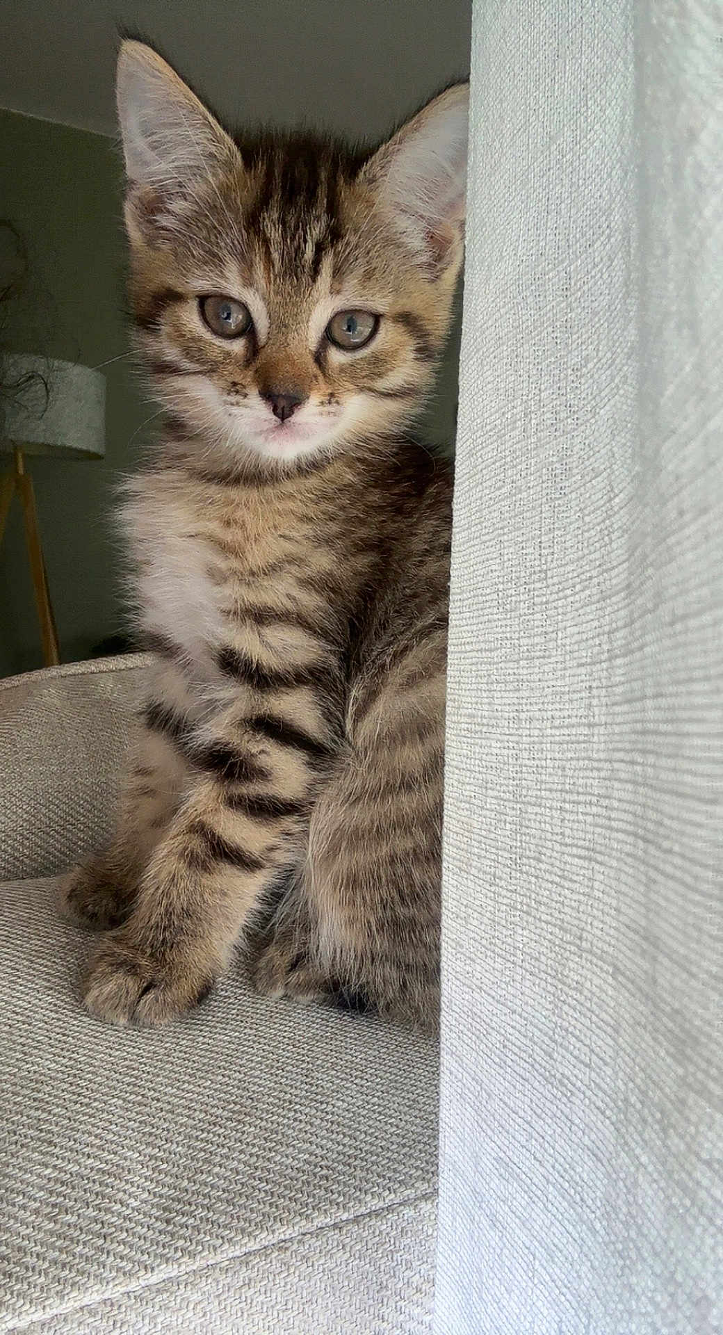 Bonnie participe au concours pour gagner de l'argent avec cette photo : kitten, cat, tabby, feline, pet, animal, cute, curious, indoors, chair, furniture, curtain, lamp, soft_light, texture, sitting, young, whiskers, ears, closeup