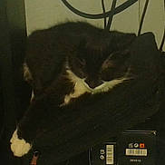 Nala participe au concours pour gagner de l'argent avec cette photo :