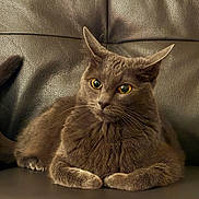 Max Khan joined the competition — help win amazing prizes! cat, feline, pet, animal, fluffy, fur, brown, gray, yellow_eyes, eyes, whiskers, ears, paws, sitting, lounging, portrait, close_up, leather_couch, indoor, front_facing