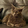 cat, feline, pet, animal, fluffy, fur, brown, gray, yellow_eyes, eyes, whiskers, ears, paws, sitting, lounging, portrait, close_up, leather_couch, indoor, front_facing