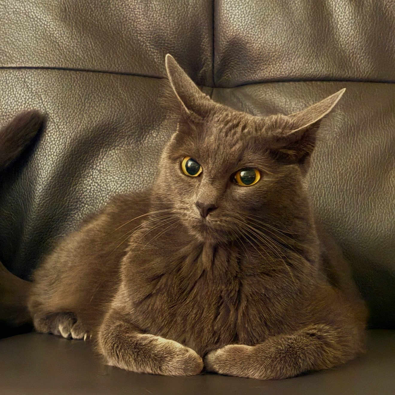 Max Khan joined the competition — help win amazing prizes! cat, feline, pet, animal, fluffy, fur, brown, gray, yellow_eyes, eyes, whiskers, ears, paws, sitting, lounging, portrait, close_up, leather_couch, indoor, front_facing