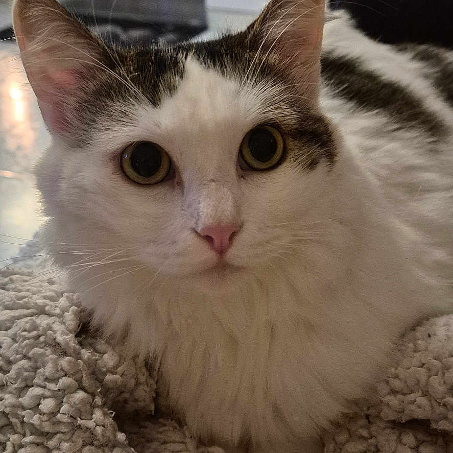 Luna participe au concours pour gagner de l'argent avec cette photo : animal, blanket, cat, closeup, comfort, cozy, curious, ears, eyes, face, feline, fur, indoor, kitchen, pet, soft, tabby, texture, whiskers, white