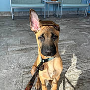 Bo is registered to the contest to win money with this photo: puppy, dog, leash, ear, floor, tile, indoor, waiting_room, chair, furniture, blue_wall, curious, sitting, pet, young_dog, collar, tag, shadow, brown_dog, cute