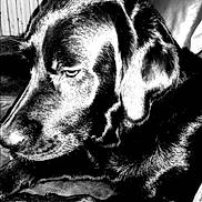 Junior participe au concours pour gagner de l'argent avec cette photo : animal, black_and_white, canine, close_up, companion, couch, dog, domestic_animal, ears, face, fur, indoor, labrador, monochrome, pet, portrait, relaxed, resting, seat, snout