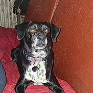 Wendy a rejoint le concours — aidez-le/la à gagner de superbes lots ! dog, black_dog, white_spots, collar, purple_collar, leather_couch, brown_couch, blanket, red_blanket, indoor, pet, animal, sitting, looking, fur, ears, snout, paw, resting, domestic