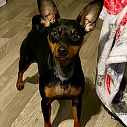 Uziah a rejoint le concours — aidez-le/la à gagner de superbes lots ! dog, canine, pet, indoor, wooden_floor, alert, ears_up, black_and_tan, small_dog, blanket, red_pattern, cozy, flooring, animal, companion, curious, standing, domestic, fur, home