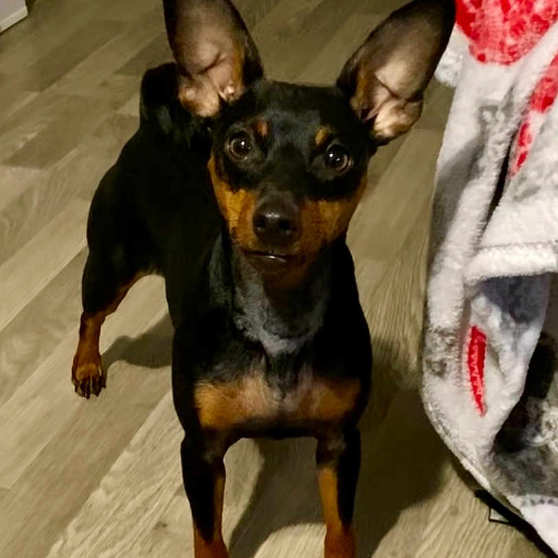 Uziah a rejoint le concours — aidez-le/la à gagner de superbes lots ! dog, canine, pet, indoor, wooden_floor, alert, ears_up, black_and_tan, small_dog, blanket, red_pattern, cozy, flooring, animal, companion, curious, standing, domestic, fur, home
