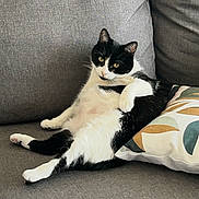 Pandora participe au concours pour gagner de l'argent avec cette photo : cat, black_and_white, tuxedo_cat, pet, animal, sofa, couch, cushion, pillow, indoor, living_room, sitting, lounging, relaxed, whiskers, ears, eyes, fur, portrait, photography