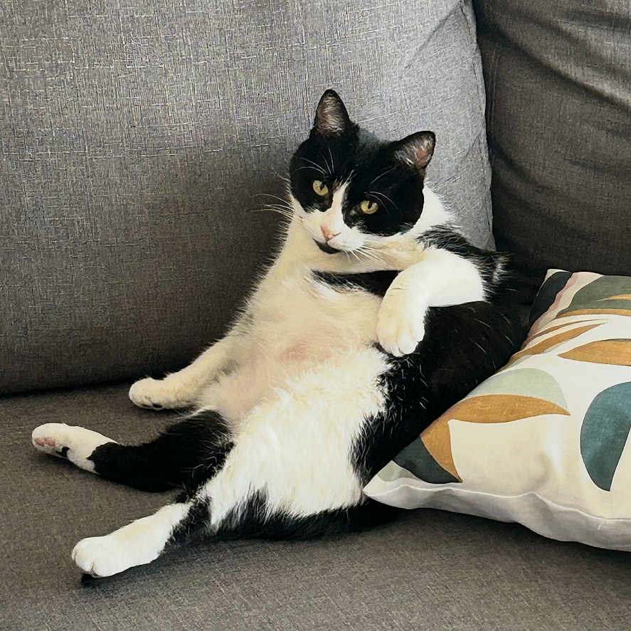 Pandora participe au concours pour gagner de l'argent avec cette photo : cat, black_and_white, tuxedo_cat, pet, animal, sofa, couch, cushion, pillow, indoor, living_room, sitting, lounging, relaxed, whiskers, ears, eyes, fur, portrait, photography