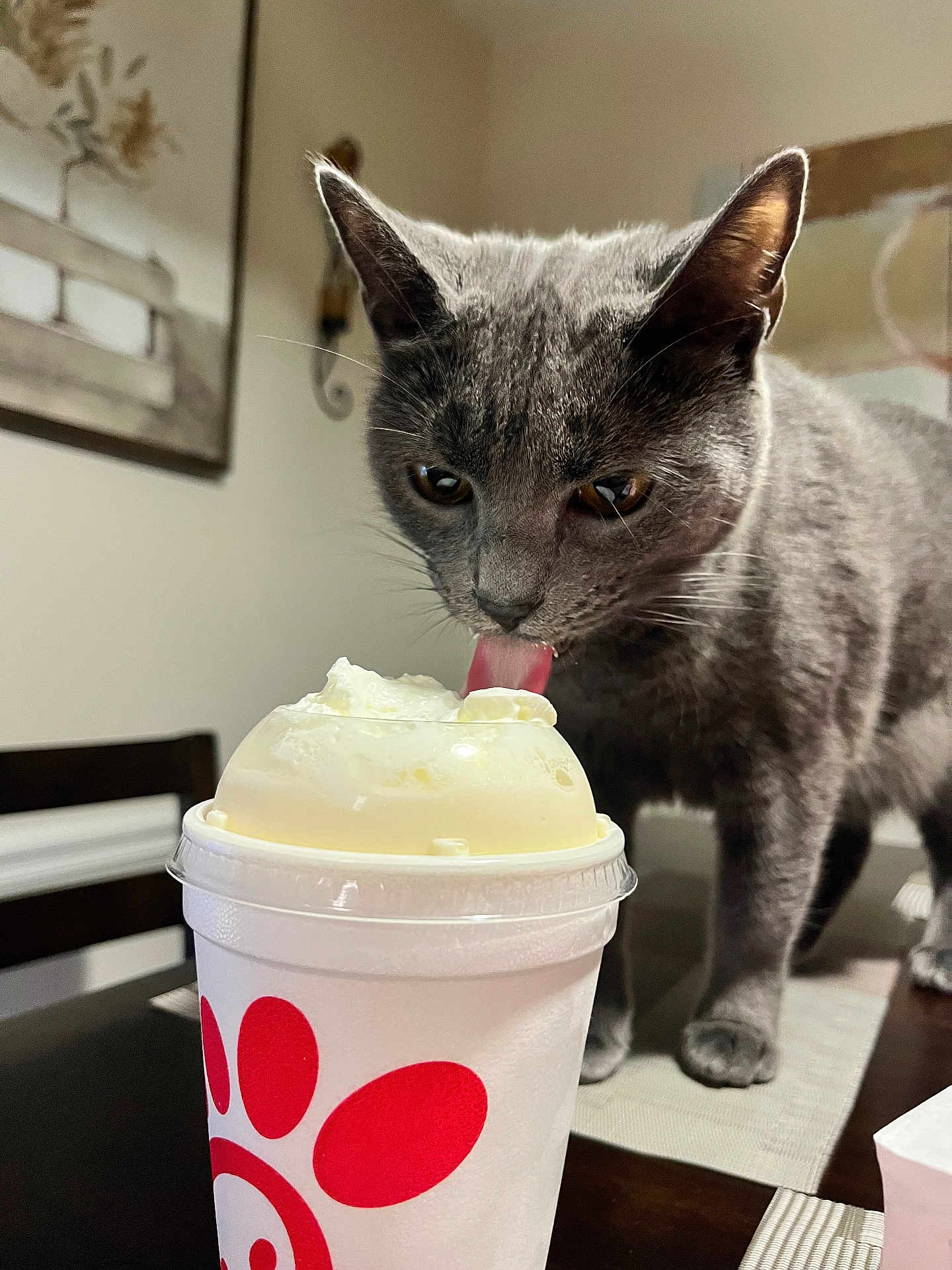 Chanel joined the competition — help win amazing prizes! cat, gray_cat, whipped_cream, drink_cup, table, indoor, curious, tongue_out, pet, feline, dining_room, chair, wall_art, close_up, domestic_animal, food, beverage, table_mat, household, animal