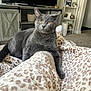 Chanel is registered to the contest to win money with this photo: cat, gray_cat, pet, animal, leopard_print, blanket, cozy, living_room, television, furniture, cabinet, shelf, plant, photograph, carpet, relaxing, indoor, paw, fur, resting