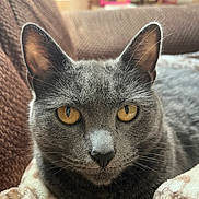 Chanel is registered to the contest to win money with this photo: cat, grey_cat, close_up, animal, pet, feline, amber_eyes, whiskers, ears, nose, fur, blanket, cozy, indoor, couch, relaxed, portrait, cute, domestic_cat, soft