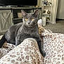 Chanel is registered to the contest to win money with this photo: cat, gray_cat, amber_eyes, leopard_print_blanket, blanket, living_room, television, furniture, shelf, plant, decor, carpet, cozy, pet, indoor, relaxing, animal, feline, resting, person_leg