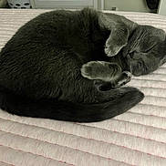 Stormi Fox joined the competition — help win amazing prizes! cat, gray_cat, sleeping, curled_up, cozy, pet, feline, indoor, blanket, quilt, resting, cute, fur, whiskers, tail, paw, close_up, domestic_animal, peaceful, relaxation