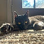 Stormi Fox is registered to the contest to win money with this photo: cat, gray_cat, carpet, sunlight, window, paw, relaxed, indoor, pet, feline, closeup, yellow_eyes, fur, whiskers, resting, cozy, domestic_animal, shadow, light, home