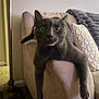 Stormi Fox joined the competition — help win amazing prizes! cat, gray_cat, couch, pillow, blanket, indoor, living_room, furniture, pet, animal, relaxing, wide_eyes, whiskers, front_paws, home, cozy, carpet, lamp, armrest, curious