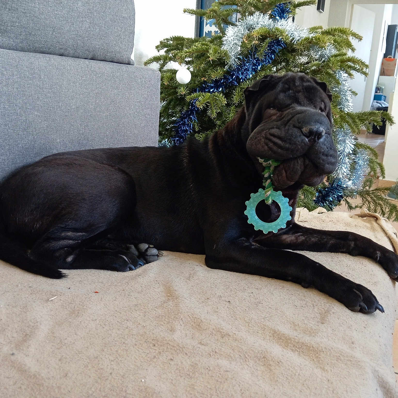 Freyja