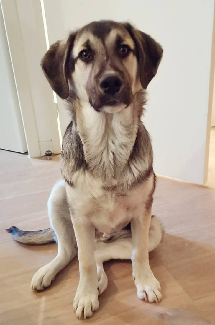 Balto participe au concours pour gagner de l'argent avec cette photo : canidae, carnivore, companion_dog, dog, dog_breed, dog_collar, door, eye, fawn, firefighter, flooring, fur, gun_dog, hardwood, pet_supply, snout, sporting_group, whiskers, wood, working_animal