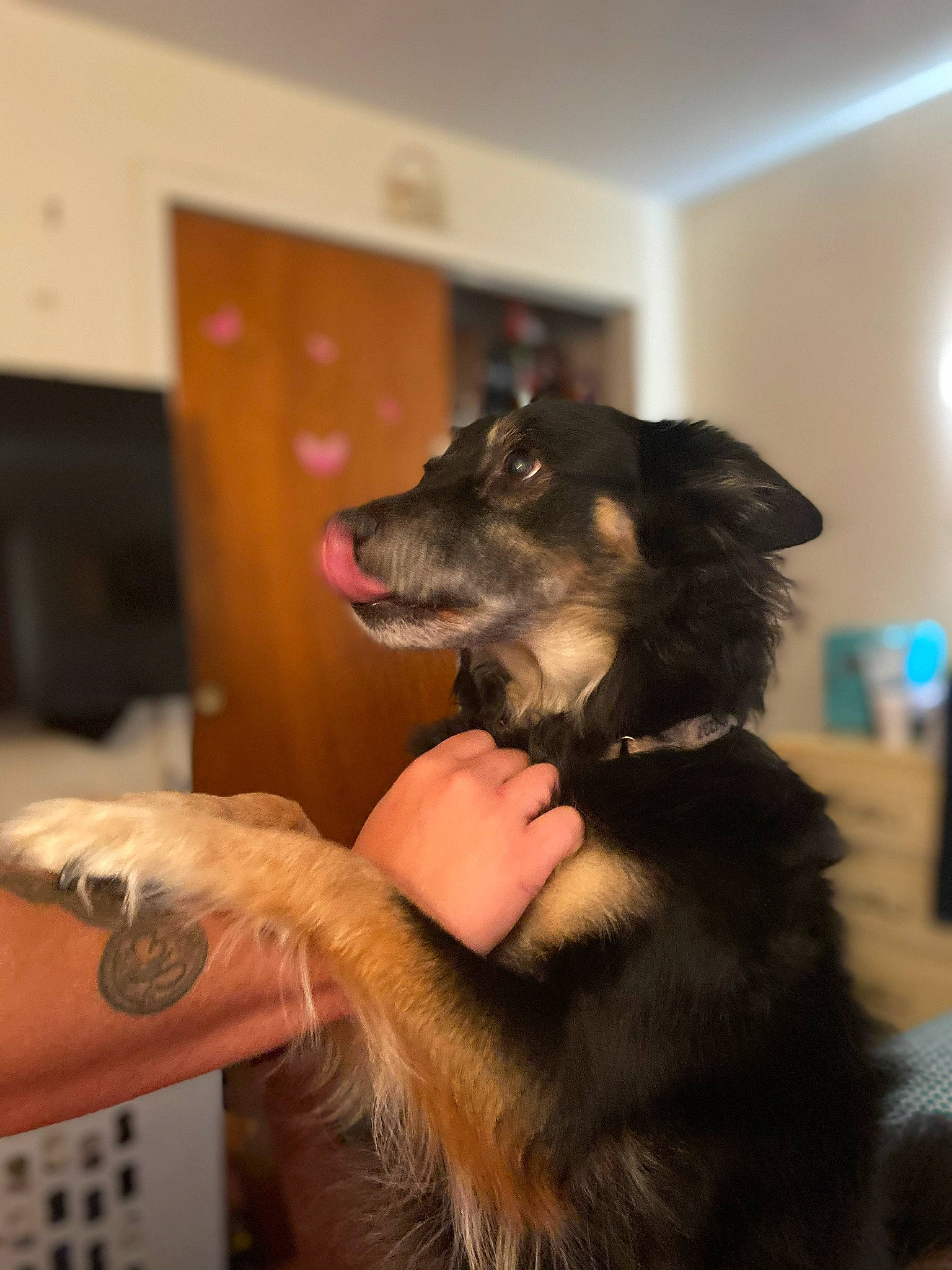 Foxy joined the competition — help win amazing prizes! canidae, carnivore, companion_dog, dog, dog_breed, dog_collar, ear, fur, gesture, guard_dog, nail, paw, snout, sporting_group, working_animal, working_dog, wrist