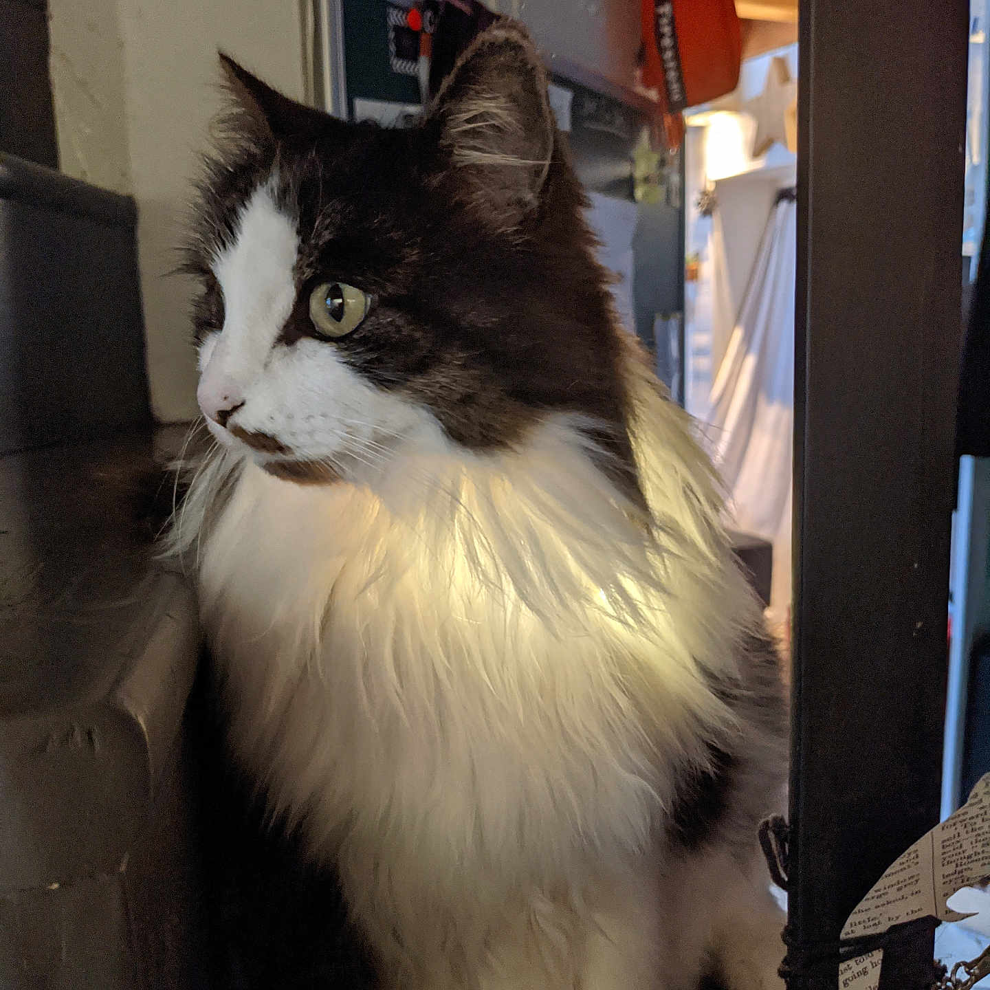 Vegas a rejoint le concours — aidez-le/la à gagner de superbes lots ! animal, black_and_white, cat, close_up, cozy, curious, domestic_cat, feline, fluffy, fur, household, indoor, looking_away, mammal, pet, portrait, seated, side_view, soft_light, whiskers