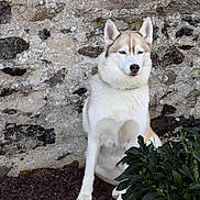 Prada participe au concours pour gagner de l'argent avec cette photo : dog, husky, sitting, stone_wall, outdoor, plant, leafy_bush, fur, pet, canine, nature, quiet, calm, animal, portrait, ground, expression, alone, daylight, muzzle