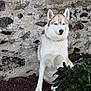 dog, husky, sitting, stone_wall, outdoor, plant, leafy_bush, fur, pet, canine, nature, quiet, calm, animal, portrait, ground, expression, alone, daylight, muzzle