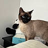cat, siamese_cat, blue_eyes, indoor, bed, plush_toy, panda, nightstand, box, feline, animal, pet, curious, fur, whiskers, ears, face, looking_away, domestic, cozy