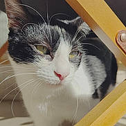 Aïka participe au concours pour gagner de l'argent avec cette photo : cat, black_and_white, whiskers, chair_legs, wooden, sunlight, indoor, curious, pet, feline, close_up, floor, shadow, pink_nose, yellow_eyes, houseplant, window, metal_bracket, domestic, animal