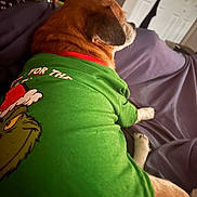 Jojo Snyder joined the competition — help win amazing prizes! dog, green_shirt, grinch, indoor, blanket, purple_blanket, water_bottle, pet_clothing, relaxing, brown_dog, canine, side_view, paw, furniture, casual, cozy, home, animal, resting, shirt