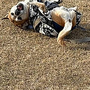 Jojo Snyder joined the competition — help win amazing prizes! animal, brown, canine, daylight, dog, ears, expression, fun, fur, grass, happy, jacket, leash, nature, outdoor, pet, playful, rolling, tongue, white