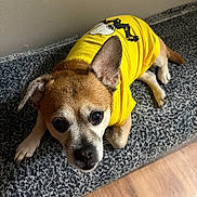 Jojo is registered to the contest to win money with this photo: animal, bench, brown_fur, companion, curious_eyes, cute, dog, domestic, indoor, looking_up, one_ear_up, patterned_surface, pet, portrait, relaxed, small_dog, snoopy_print, white_fur, wooden_floor, yellow_shirt