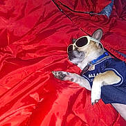Jojo is registered to the contest to win money with this photo: dog, sunglasses, blue_jersey, red_blanket, pet, sleeping, lying_down, indoor, cool, relaxed, animal, casual, comfortable, cute, domestic_animal, resting, accessory, fashion, funny, laid_back
