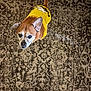 Jojo joined the competition — help win amazing prizes! animal, brown_fur, canine, carpet, clothing, companion, curious_expression, dog, domestic_animal, floor, footwear, indoor, looking_up, patterned_rug, pet, puppy, small_dog, standing, tail_up, yellow_shirt