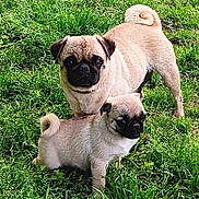 Bonnie Lou is registered to the contest to win money with this photo: dog, pug, puppy, adult_dog, grass, outdoor, pet, animal, cute, curled_tail, fur, black_face, small_dog, companion, nature, playful, alert, standing, greenery, canine