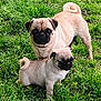dog, pug, puppy, adult_dog, grass, outdoor, pet, animal, cute, curled_tail, fur, black_face, small_dog, companion, nature, playful, alert, standing, greenery, canine